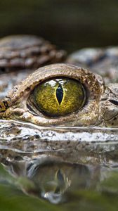 Превью обои крокодил, глаз, хищник, пресмыкающиеся, вода