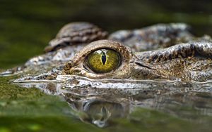 Превью обои крокодил, глаз, хищник, пресмыкающиеся, вода