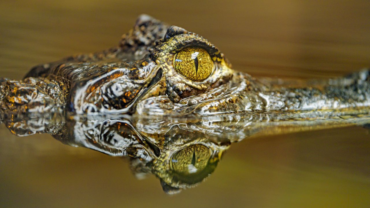Обои крокодил, глаз, хищник, отражение