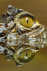 Превью обои крокодил, глаз, хищник, отражение