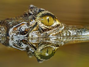 Превью обои крокодил, глаз, хищник, отражение