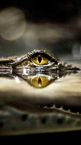 Превью обои крокодил, глаз, вода, хищник, охота, таиться