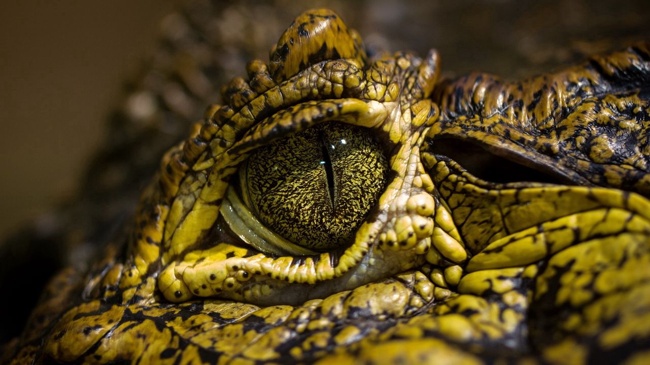 Обои крокодил, глаза, пятна