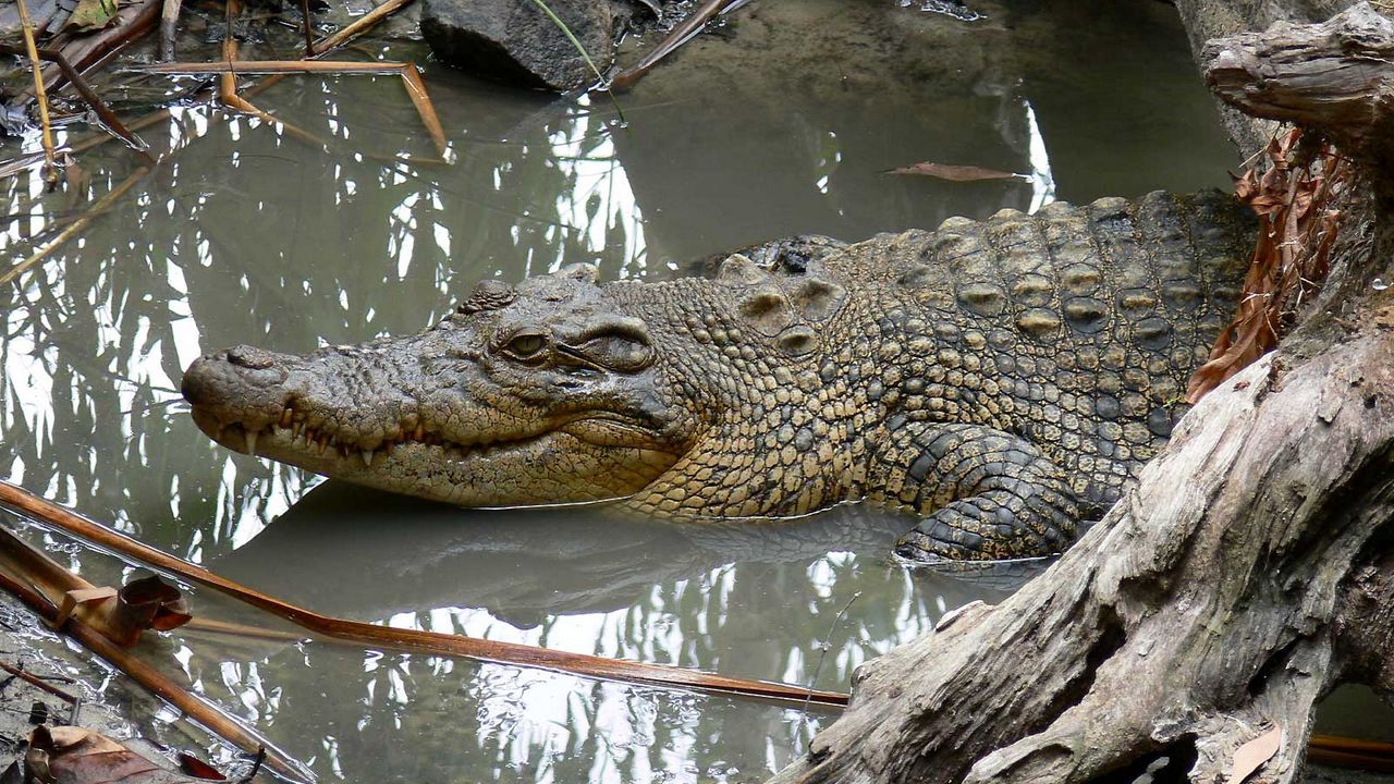 Обои крокодил, грязь, вода, плавать, бревна
