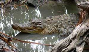 Превью обои крокодил, грязь, вода, плавать, бревна