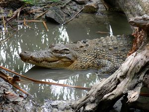 Превью обои крокодил, грязь, вода, плавать, бревна