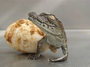 Превью обои крокодил, яйцо, вылупляться, рождение
