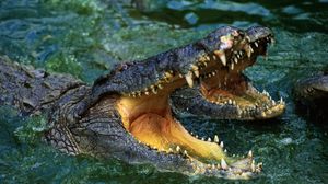 Превью обои крокодил, морда, оскал, вода, хищник