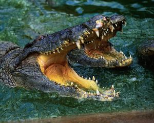 Превью обои крокодил, морда, оскал, вода, хищник