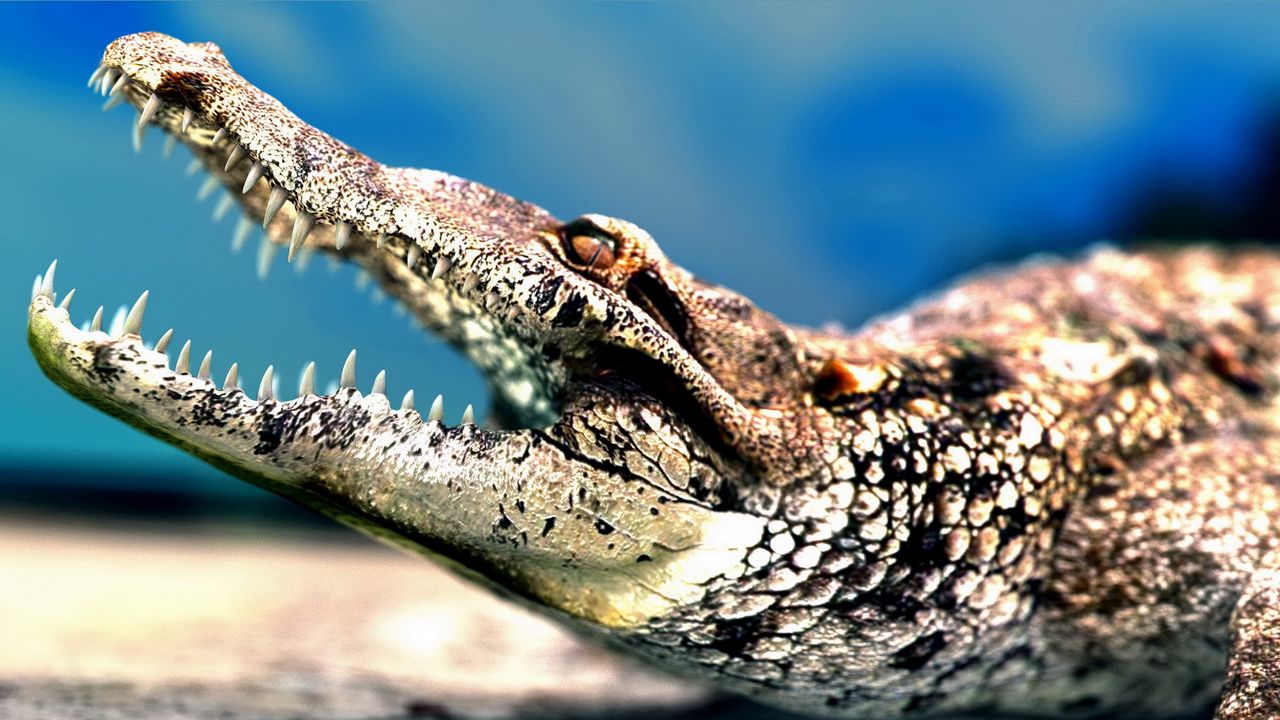 Обои крокодил, морда, оскал, хищник, зубы