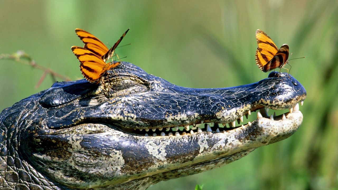 Обои крокодил, морда, зубы, бабочки