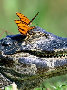 Превью обои крокодил, морда, зубы, бабочки