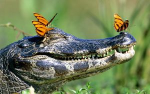 Превью обои крокодил, морда, зубы, бабочки
