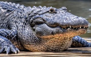 Превью обои крокодил, опасный, морда, хищный
