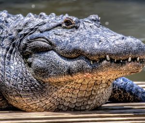 Превью обои крокодил, опасный, морда, хищный