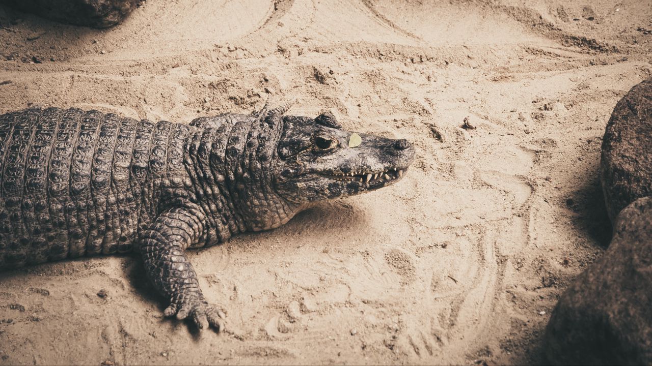 Обои крокодил, песок, рептилия