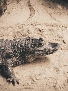 Превью обои крокодил, песок, рептилия