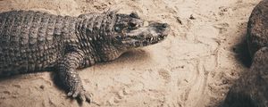 Превью обои крокодил, песок, рептилия