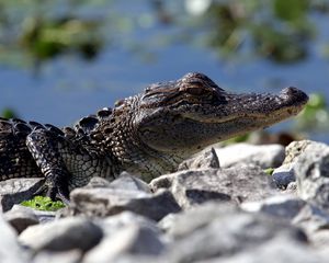 Превью обои крокодил, пресмыкающееся, ползти, морда
