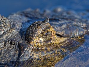 Превью обои крокодил, вода, макро