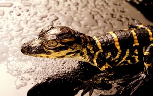 Превью обои крокодильчик, маленький, рептилия, полосатый, аллигатор