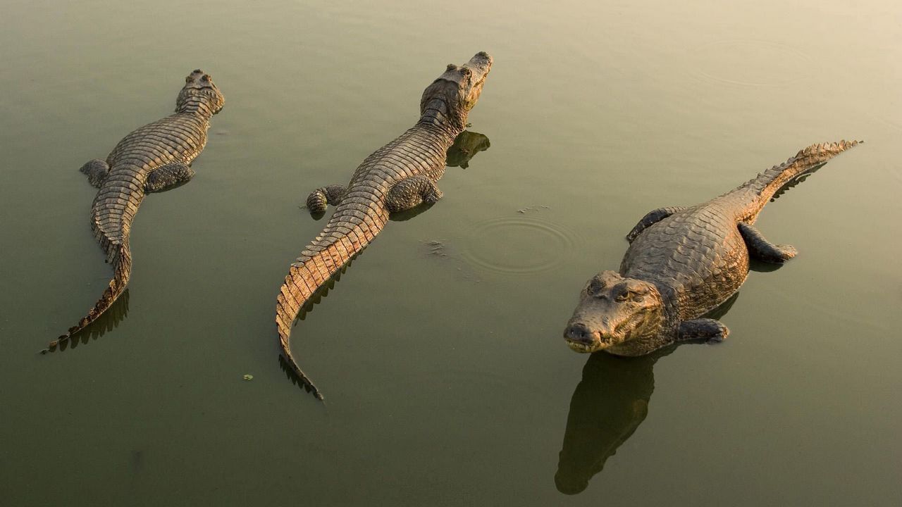 Обои крокодилы, вода, лежать, опасный