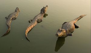 Превью обои крокодилы, вода, лежать, опасный