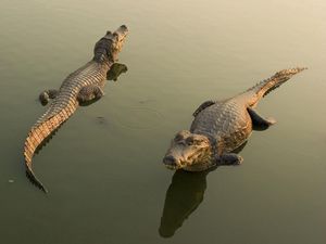 Превью обои крокодилы, вода, лежать, опасный
