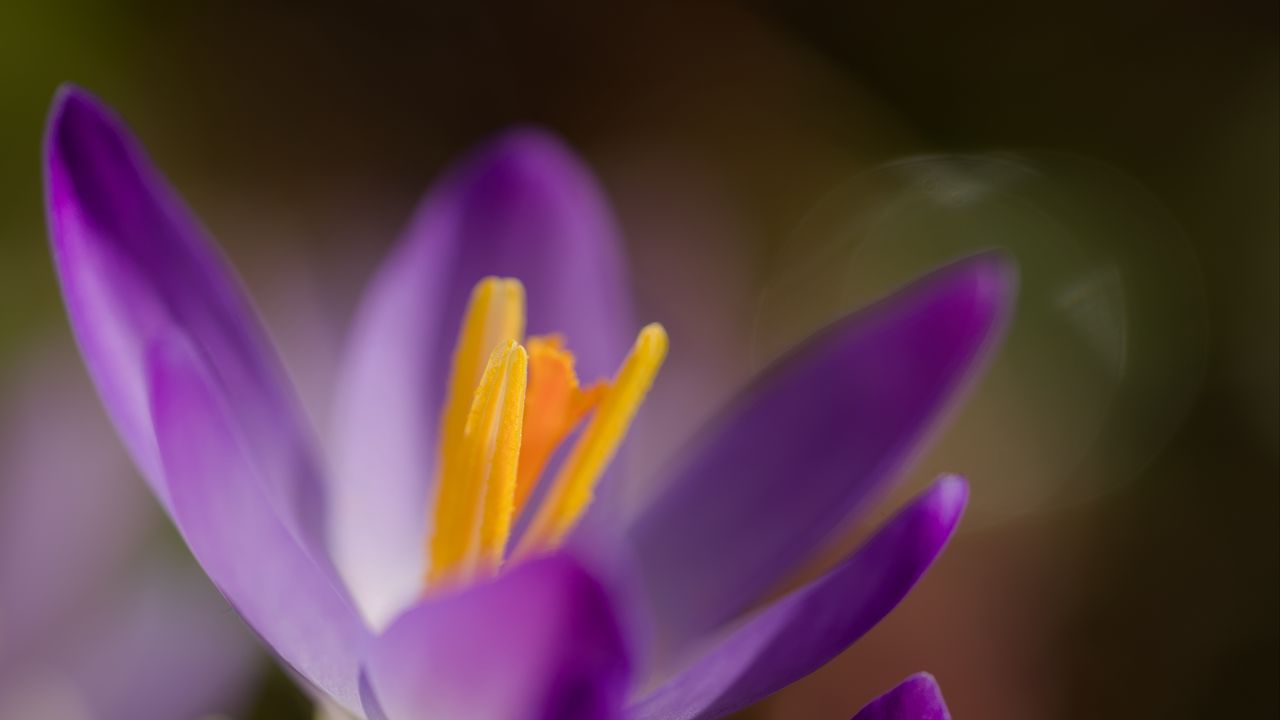 Обои крокус, макро, цветы, фиолетовый