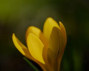 Превью обои крокус, цветок, лепестки, растение, макро, желтый