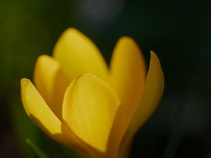 Превью обои крокус, цветок, макро, лепестки, растение, желтый