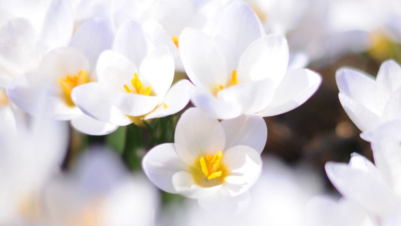 Обои крокусы, цветы, белые, весна, настроение, крупный план