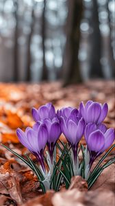 Превью обои крокусы, цветы, фиолетовый, бутоны