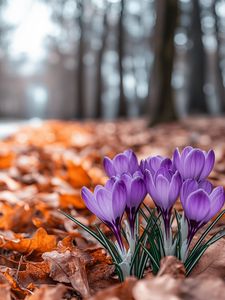 Превью обои крокусы, цветы, фиолетовый, бутоны