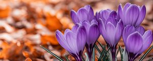 Превью обои крокусы, цветы, фиолетовый, бутоны