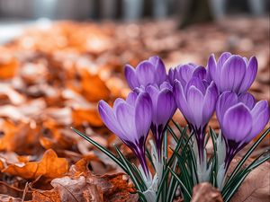Превью обои крокусы, цветы, фиолетовый, бутоны
