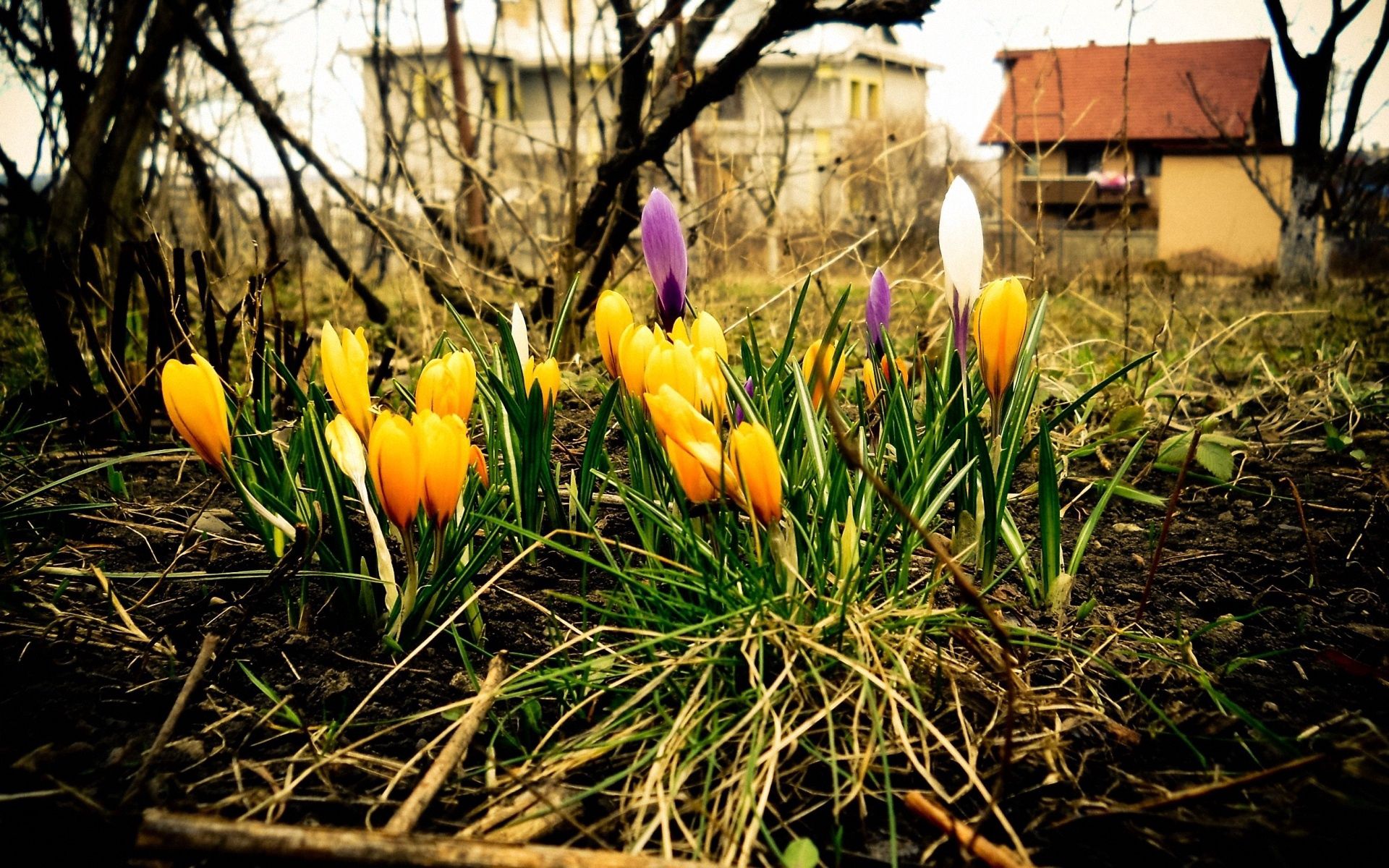 Фото весны на рабочий. Весенние цветы. Апрельские цветы. Цветы ранней весны.