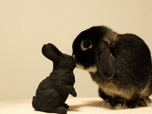 Превью обои кролик, белый, черный, пятнистый, малыш