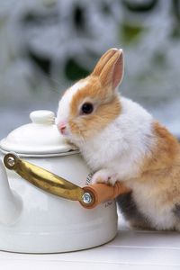 Превью обои кролик, чайник, красивый, стол