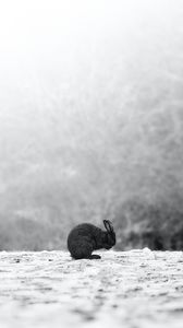 Превью обои кролик, черный, животное, снег
