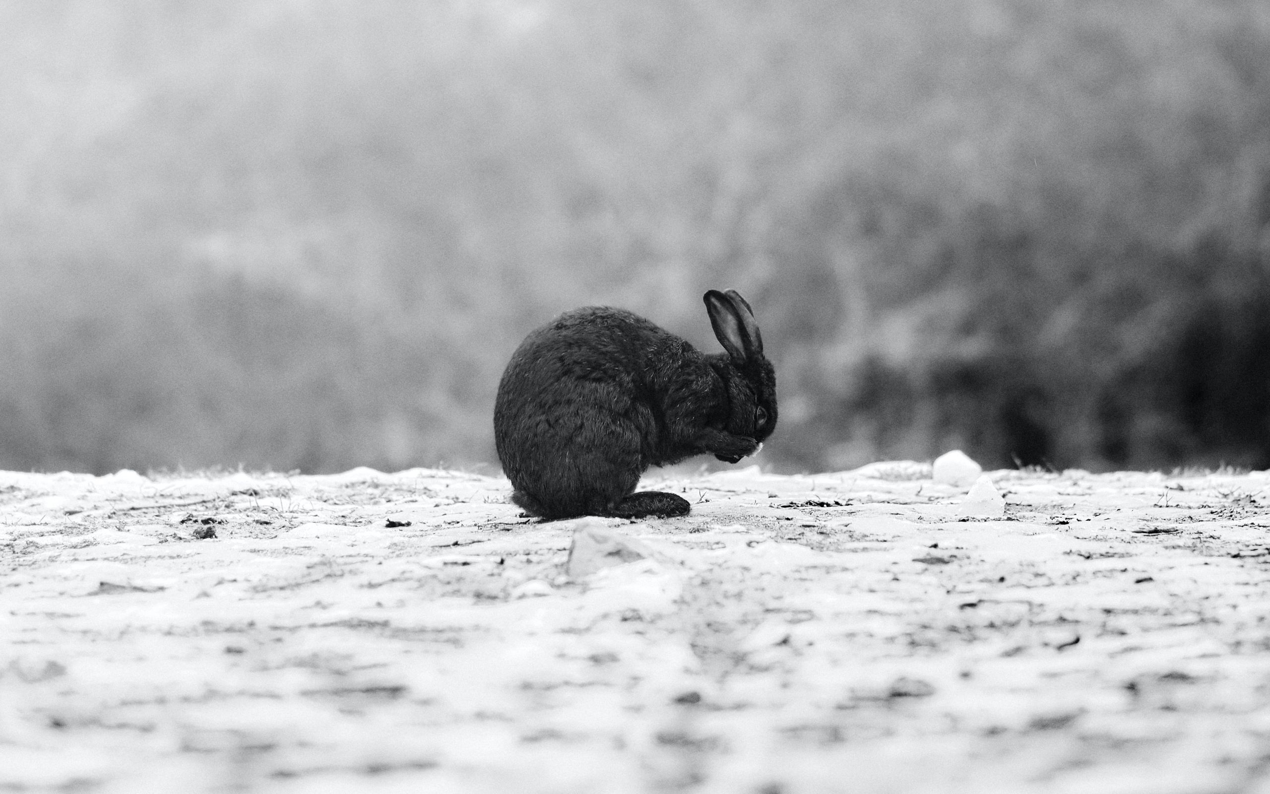 Черный кролик обои