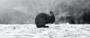 Превью обои кролик, черный, животное, снег
