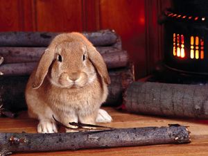Превью обои кролик, дрова, печка, сидеть