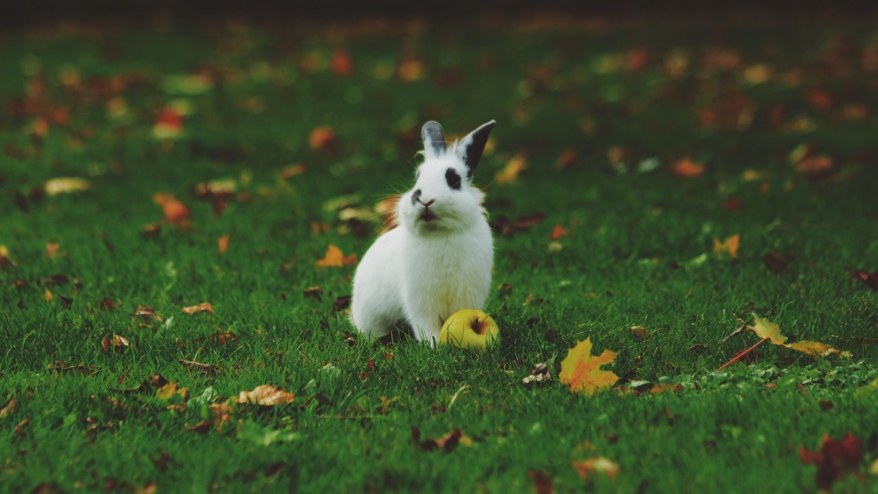 Обои кролик, яблоко, трава, лужайка