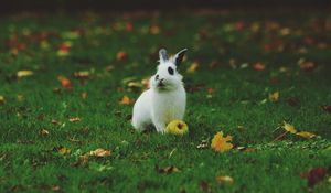 Превью обои кролик, яблоко, трава, лужайка