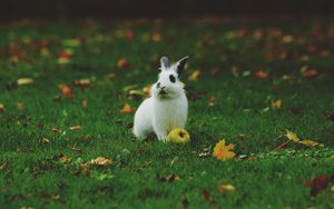 Превью обои кролик, яблоко, трава, лужайка