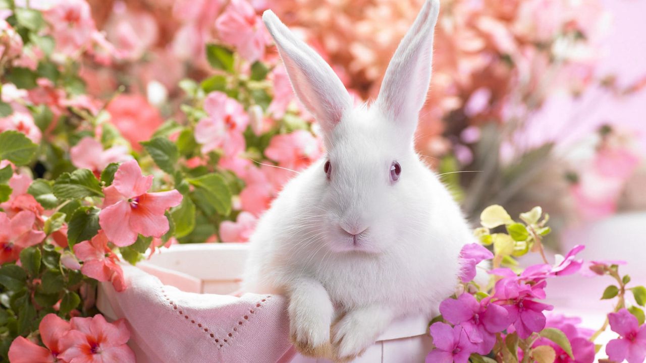 Обои кролик, яркий, цветы, корзина, сидеть, уши