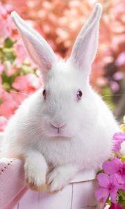 Превью обои кролик, яркий, цветы, корзина, сидеть, уши