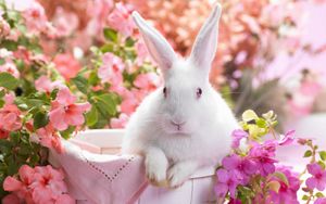 Превью обои кролик, яркий, цветы, корзина, сидеть, уши