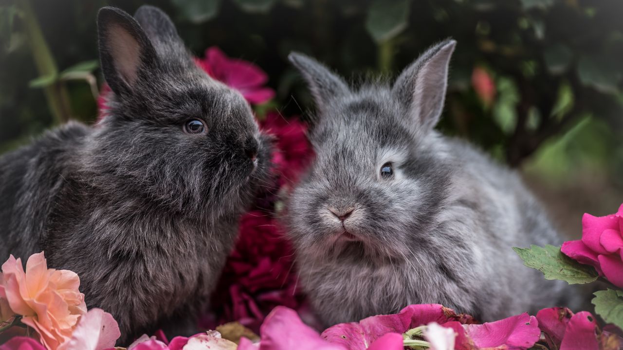 Обои кролик, кролики, пушистые, серый, цветы
